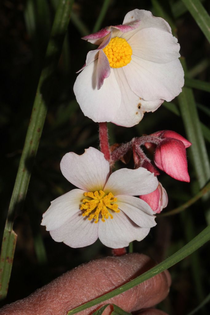 50 Semi di Begonia Aequatorialis - Semi Freschi, Alta Germinabilità, No-GMO