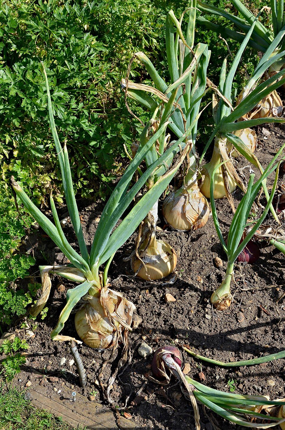 10 Semi di Cipolla comune Allium cepa – Semi Freschi, Alta Germinabilità, No-GMO