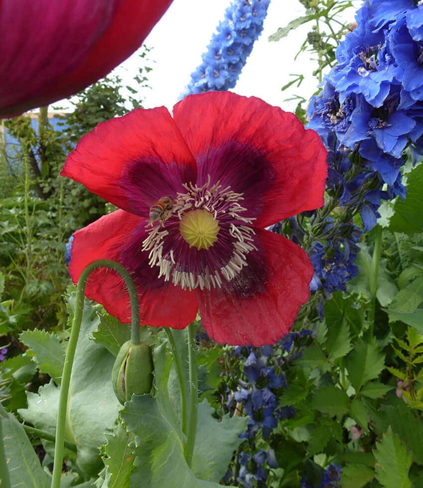 50 Semi di Papavero ibrido Papaver hybridum – Semi Freschi, Alta Germinabilità, No-GMO
