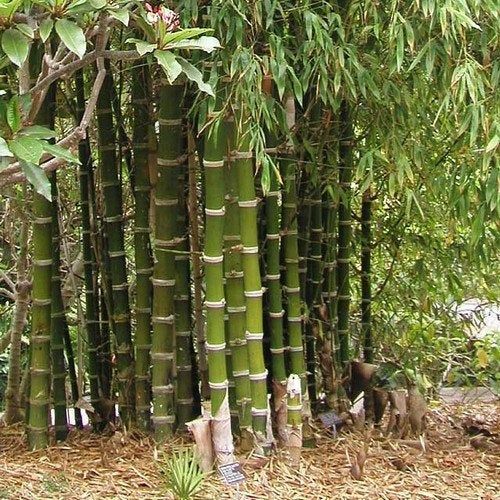 10 Semi di Bambusa Bambos Giant Spiny Bamboo - Semi Freschi, Alta Germinabilità, No-GMO