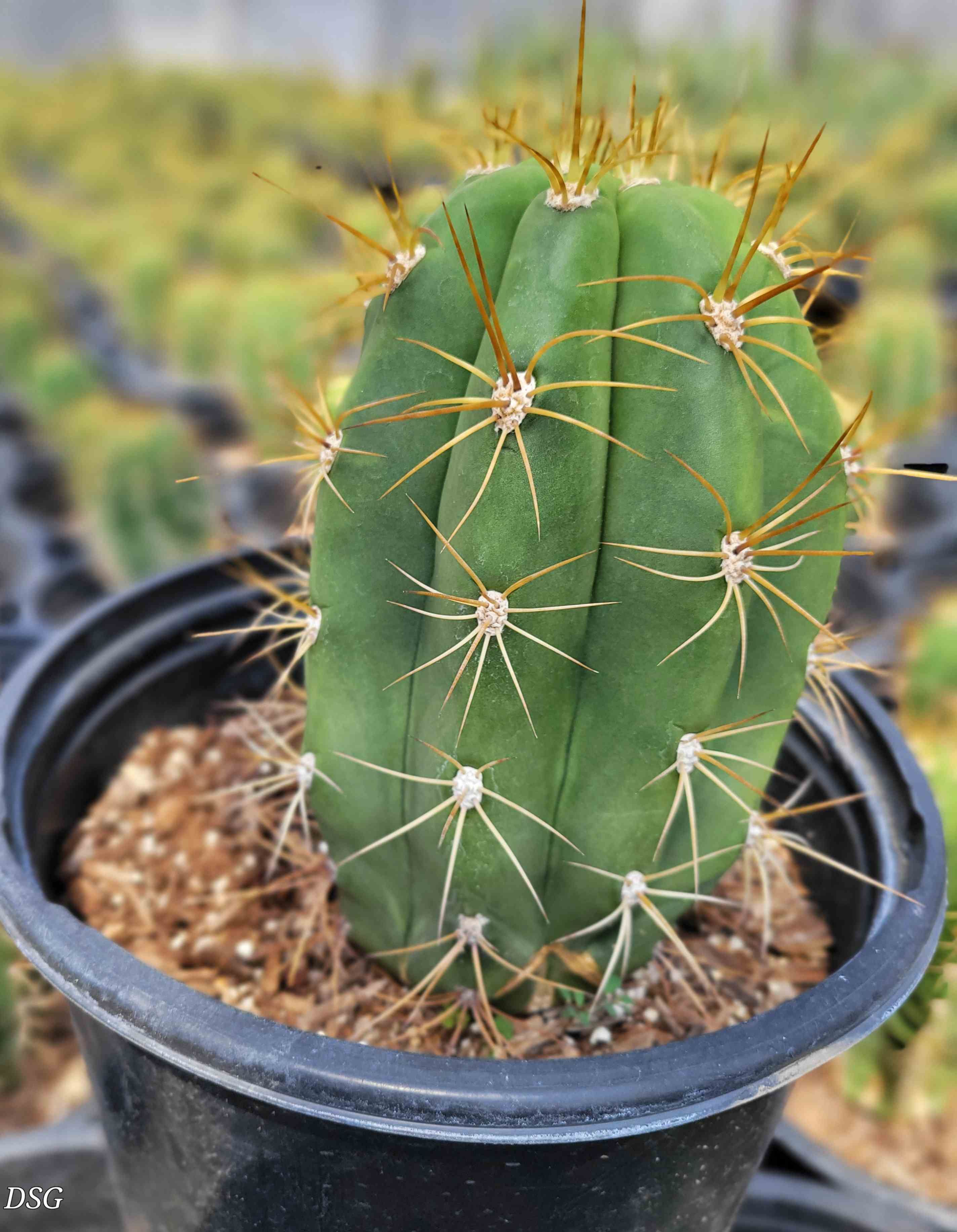 Trichocereus pectinifer - 10 Semi – Alta Germinabilità, Varietà Selezionata, Non-GMO