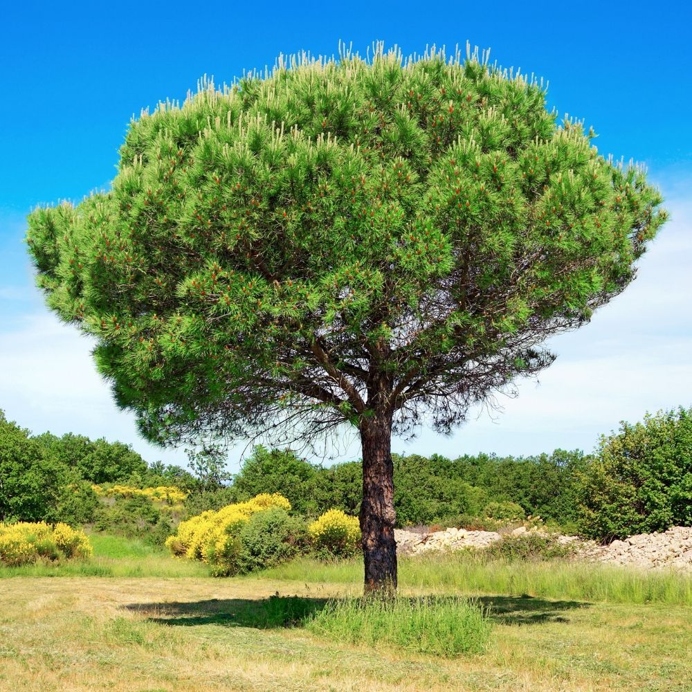 Pino domestico – 10 Semi, Pinoli Eduli, Ombrello, Giardino, Facile da Coltivare, Alta Germinabilità, Non-GMO
