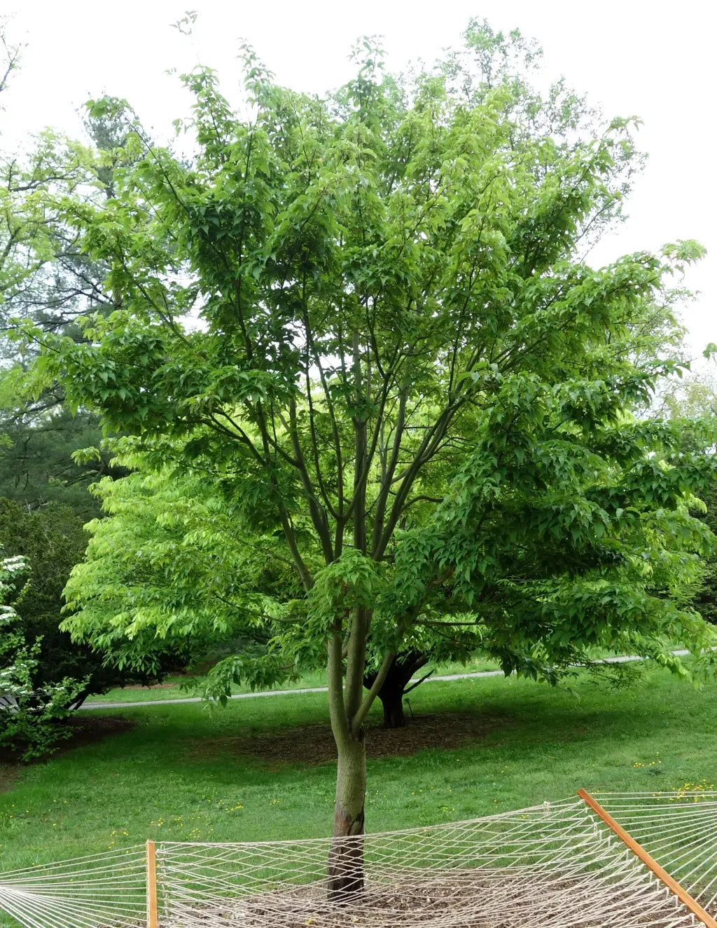 10 Semi di Acer Davidii - Semi Freschi, Alta Germinabilità, No-GMO