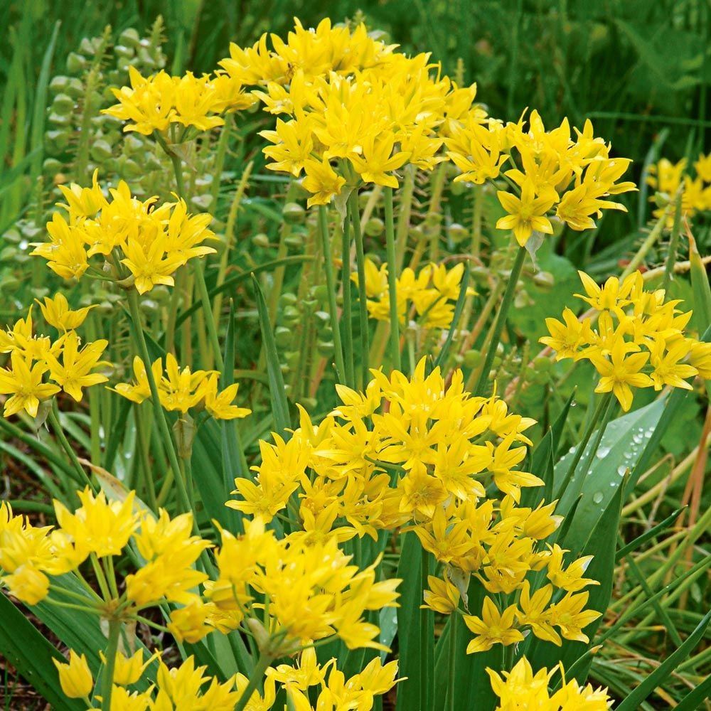 10 Semi di Aglio dorato Allium moly – Semi Freschi, Alta Germinabilità, No-GMO