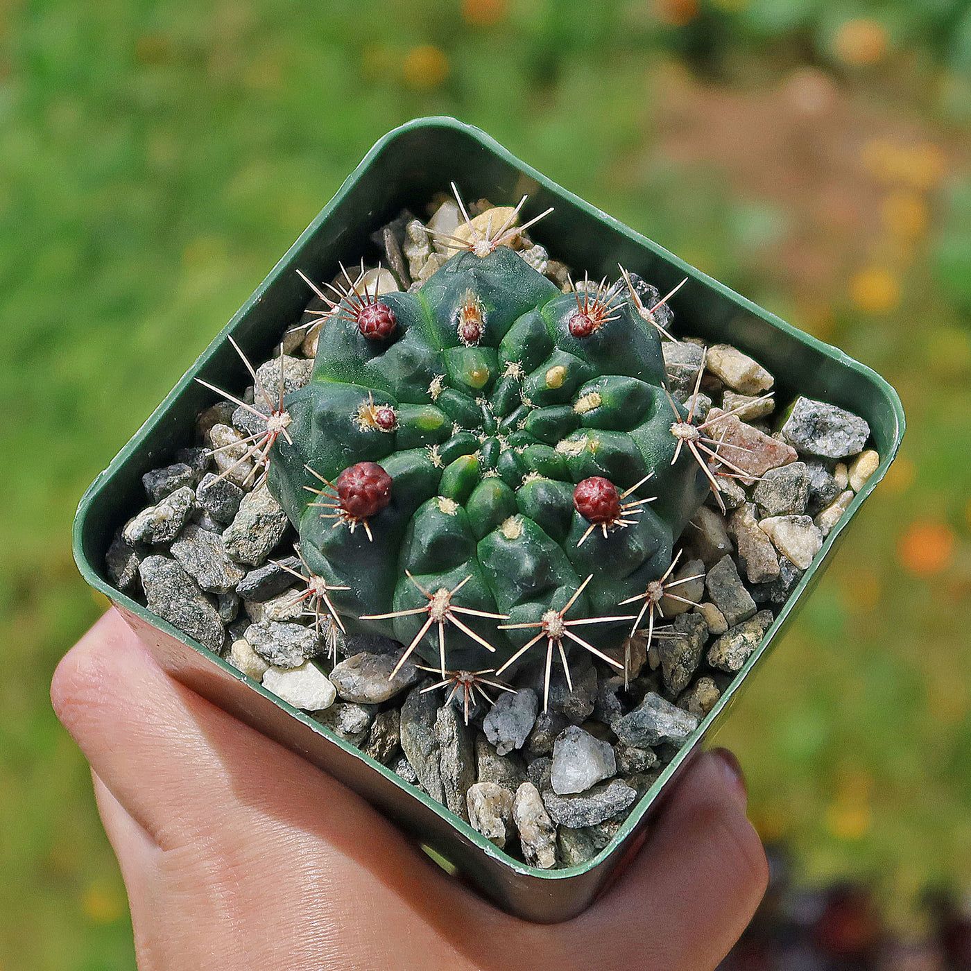 Gymnocalycium reductum - 10 Semi – Alta Germinabilità, Varietà Selezionata, Non-GMO