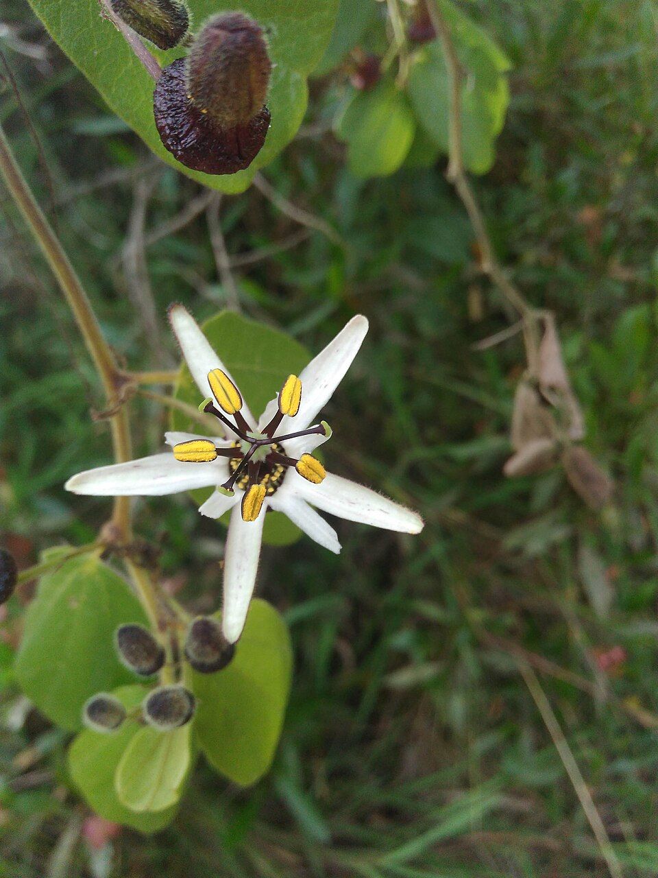 10 Semi di Passiflora Bogotensis – Semi Freschi, Alta Germinabilità, No-GMO