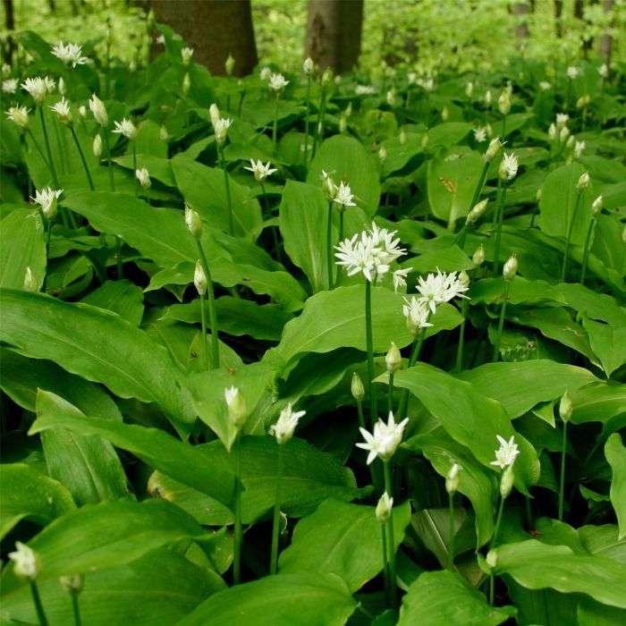 10 Semi di Aglio orsino Allium ursinum – Semi Freschi, Alta Germinabilità, No-GMO
