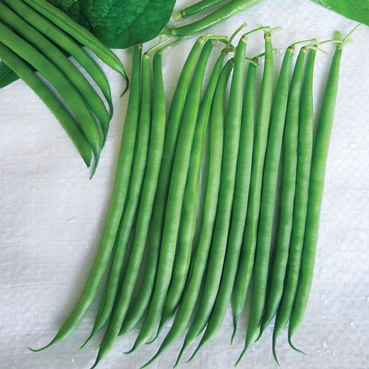 Royal Dwarf Bean – 10 Seeds, High Professional Quality, Uniform Pod, Vegetable Garden, Easy to Grow, High Germination, Non-GMO