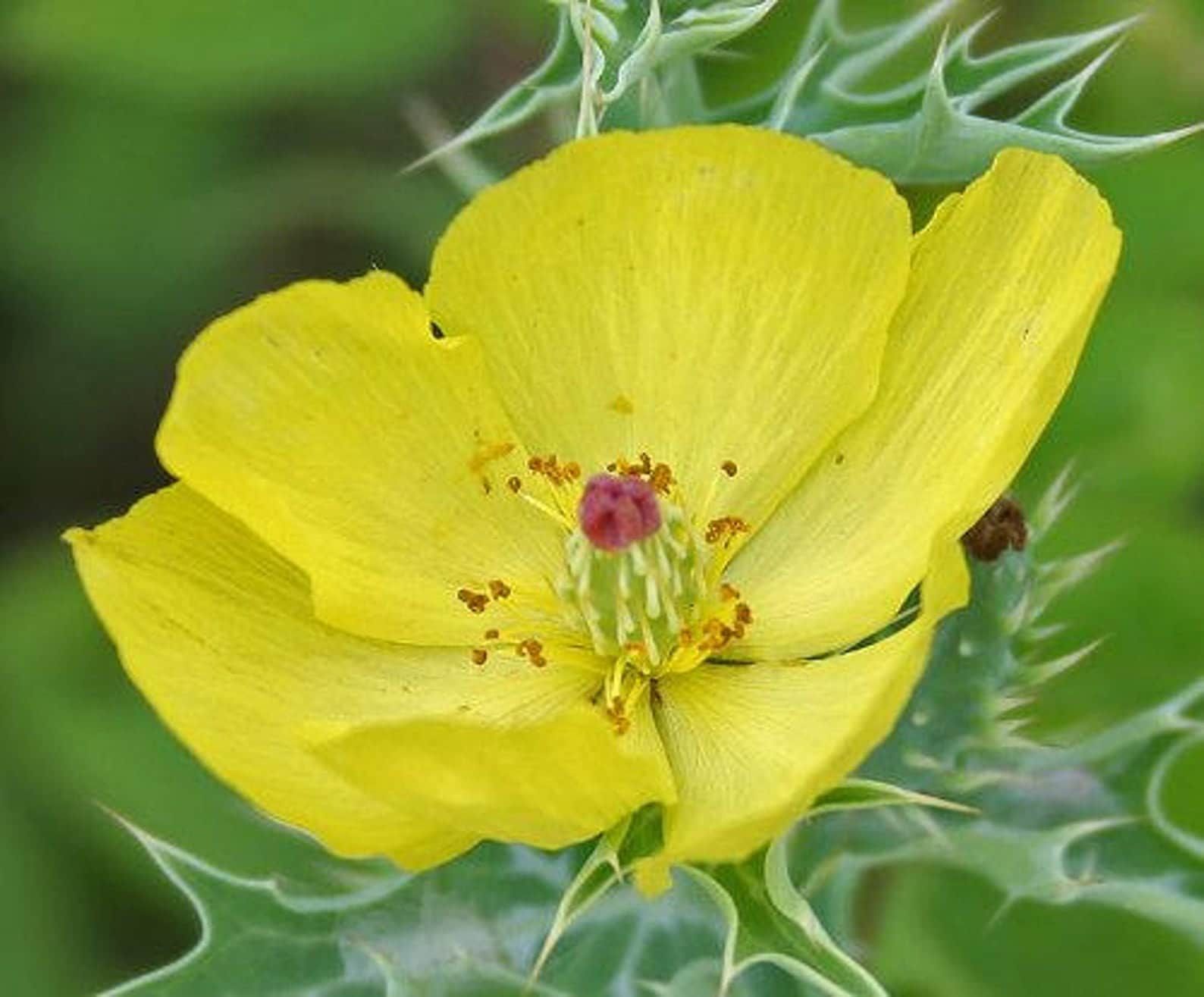50 Semi di Papavero messicano Argemone mexicana – Semi Freschi, Alta Germinabilità, No-GMO