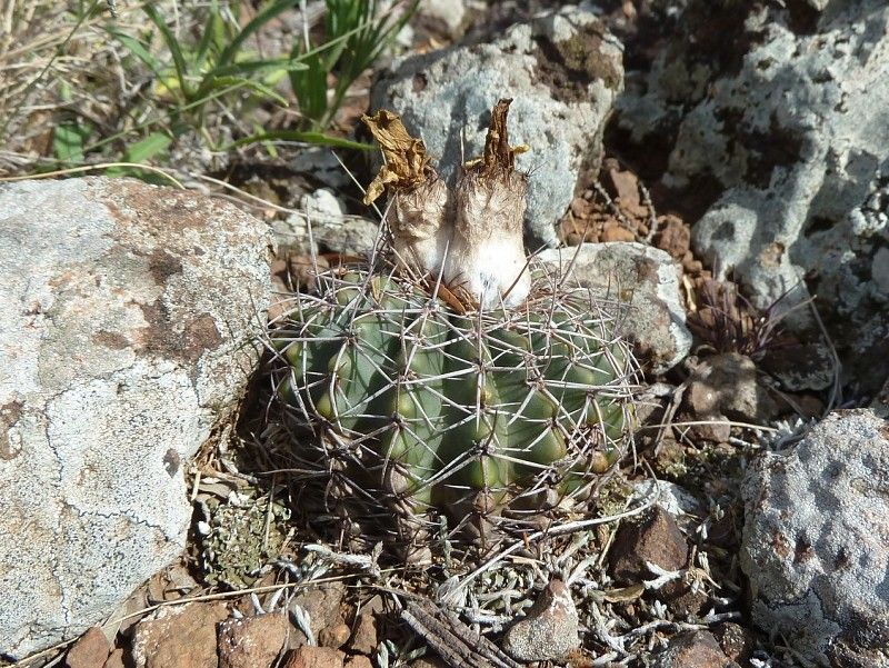 Parodia allosiphon - 10 Semi – Alta Germinabilità, Varietà Selezionata, Non-GMO