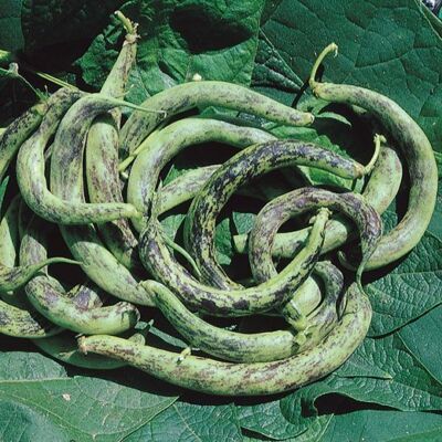 Anellino di Trento Dwarf Bean – 10 Seeds, Arched Pod, Purple Streaks, Early, Easy to Grow, High Germination, Non-GMO