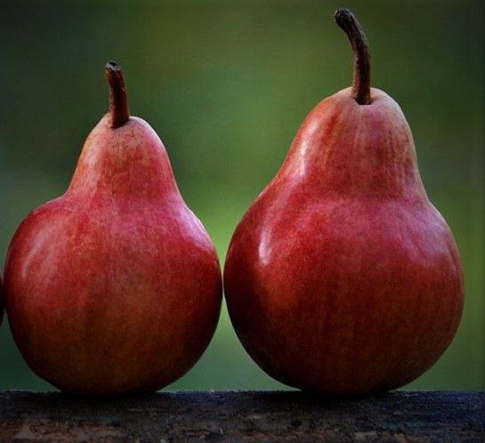 William Red Pear – 10 Seeds, Soft White Flesh, Sweet and Sour Flavor, Ripens in September, Easy to Grow, Non-GMO
