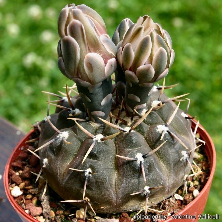 Gymnocalycium striglianum - 10 Semi – Alta Germinabilità, Varietà Selezionata, Non-GMO