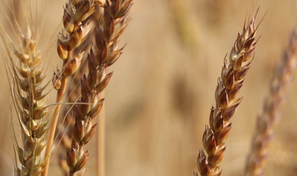 80 Semi di Frumento Tenero Gentilrosso – Semi Freschi, Alta Germinabilità, No-GMO