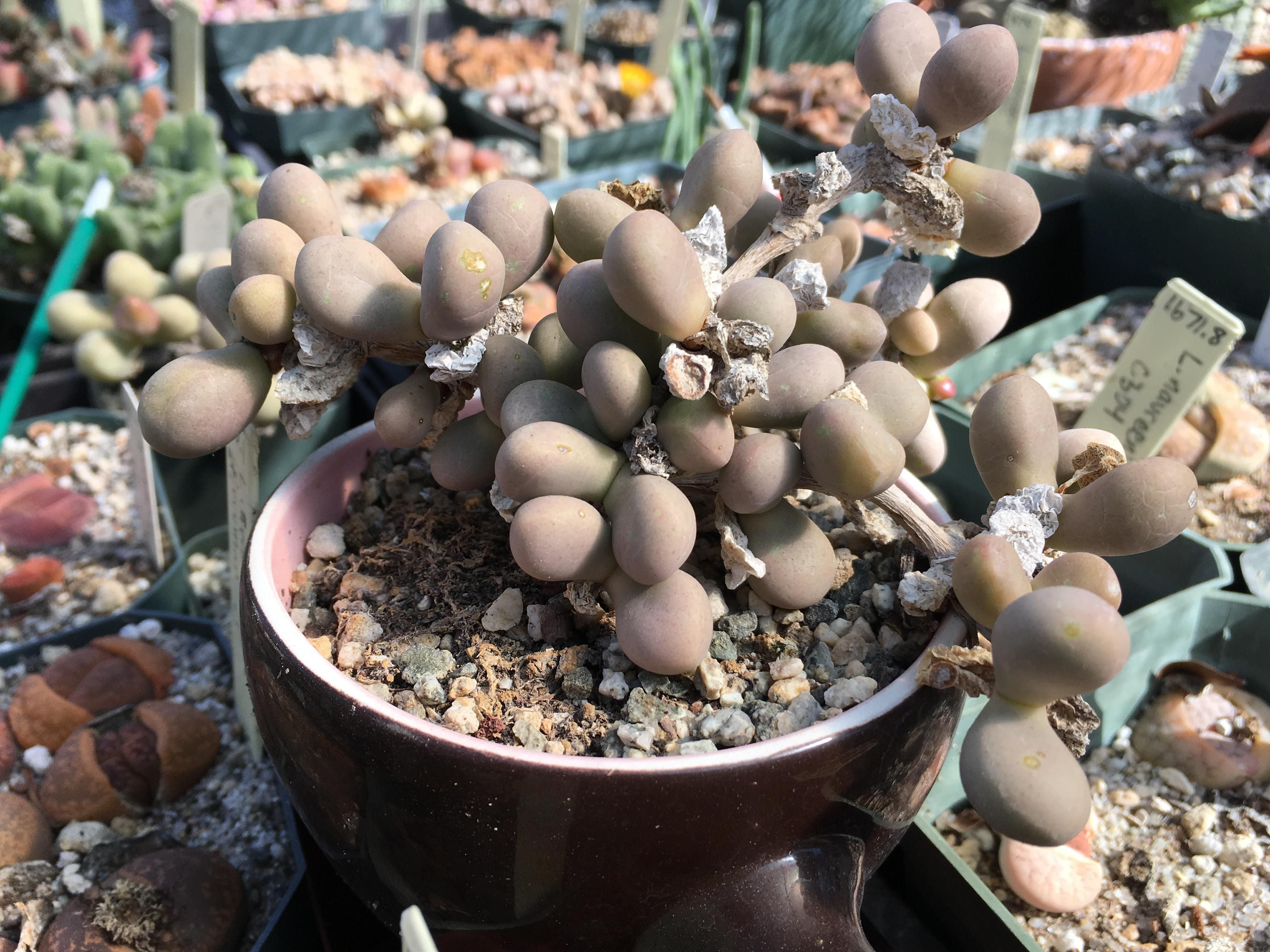 Jensenobotrya - 10 Semi – Alta Germinabilità, Varietà Selezionata, Non-GMO