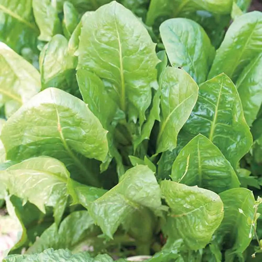 Bieta Biondissima di Trieste – 50 Semi, Da Taglio, Foglia Liscia, Tenera, Facile da Coltivare, Alta Germinabilità, Non-GMO