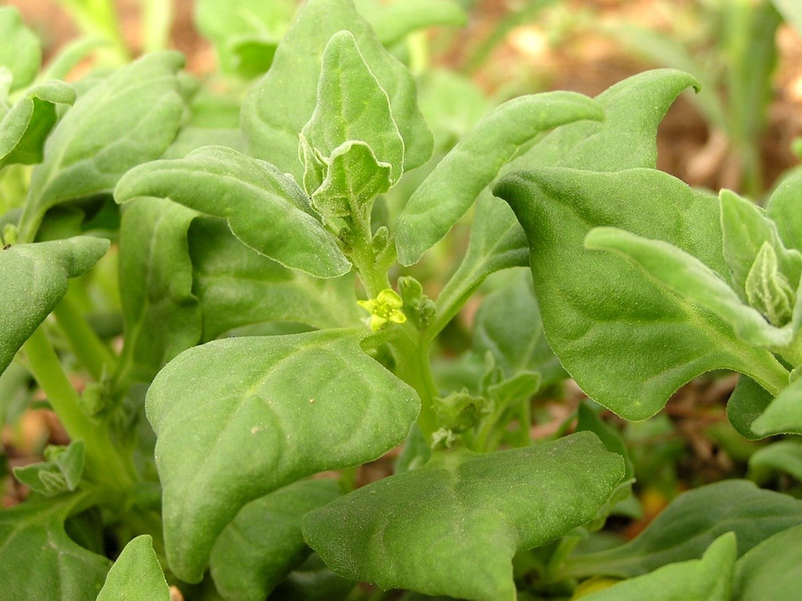Tetragonia - 10 Semi – Alta Germinabilità, Varietà Selezionata, Non-GMO
