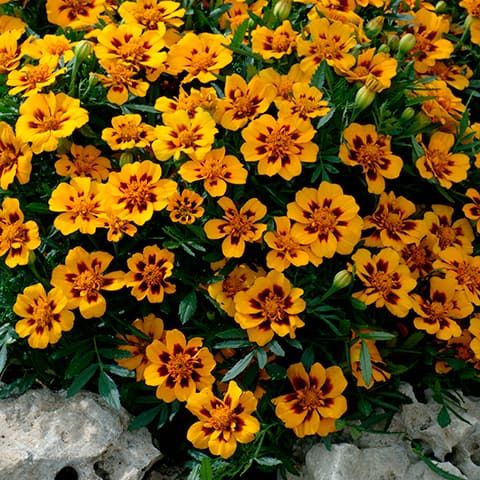 10 Semi di Tagete Tagetes patula – Semi Freschi, Alta Germinabilità, No-GMO