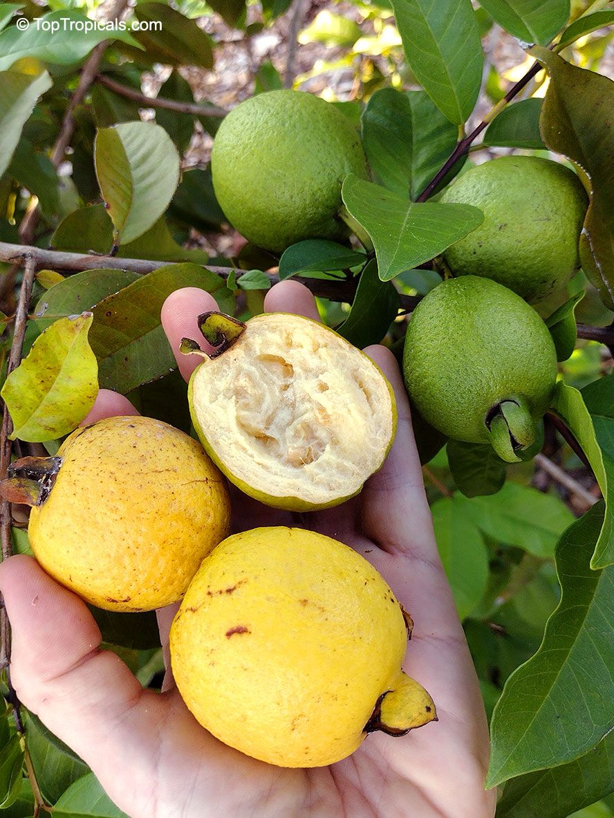 Guava della Costa Rica – 10 Semi, Sapore Acido, Ideale per Gelatine, Rara, Facile da Coltivare, Alta Germinabilità, Non-GMO