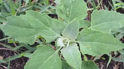 Farinaccio – 10 Semi, Mostajo, Montagna, Ornamentale, Facile da Coltivare, Alta Germinabilità, Non-GMO