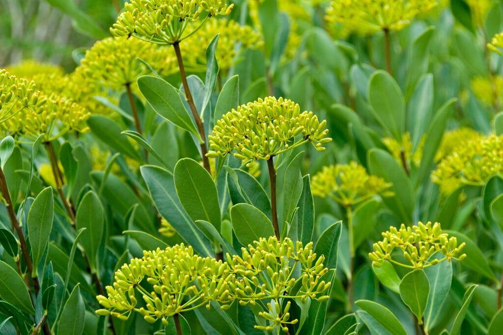 Bupleurum Fruticosum – 10 Semi, Sempreverde, Mediterraneo, Facile da Coltivare, Alta Germinabilità, Non-GMO