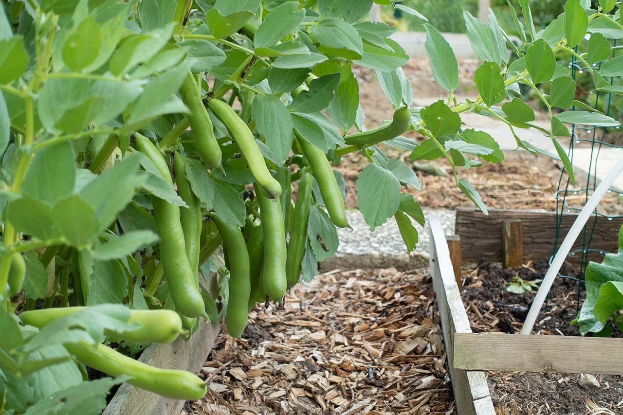 Fava Extra Precoce Grano Bianco – 10 Semi, Raccolto Anticipato, Baccello Lungo, Sapore Dolce, Facile da Coltivare, Alta Germinabilità, Non-GMO