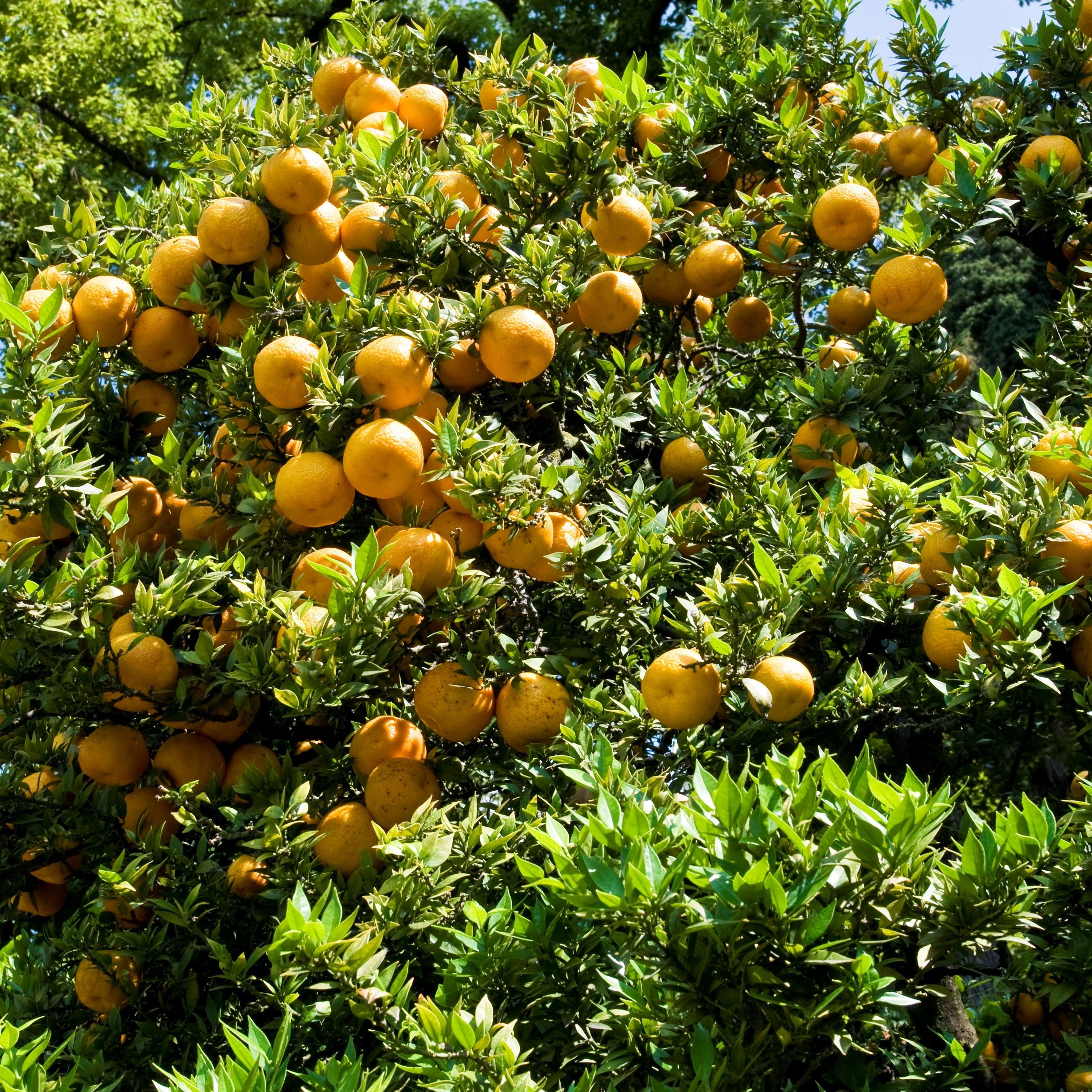 Chinotto – 10 Semi, Per Bevande, Pianta Compatta, Tradizione, Facile da Coltivare, Alta Germinabilità, Non-GMO