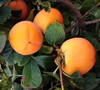 Persimmon Type – 10 Seeds, Large Size, Very Sweet Flesh, Ripens November-December, Non-GMO