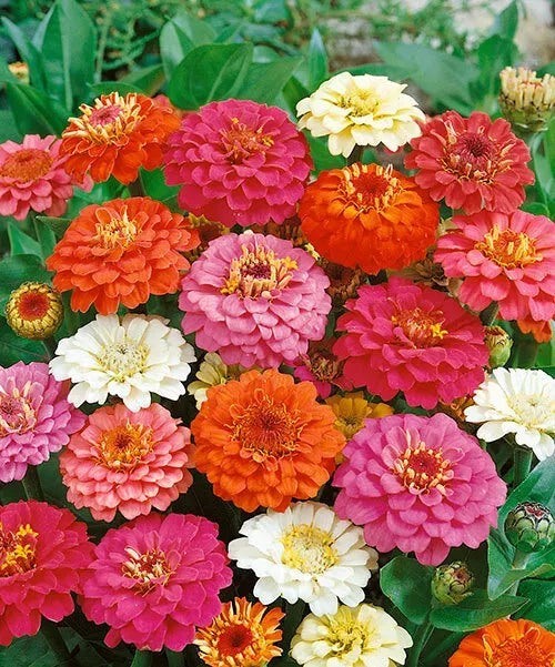 Zinnia Thumbelina – 10 Seeds, Miniature Variety, Early Blooming, Border, Easy to Grow, High Germination, Non-GMO