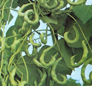 Fagiolo Rampicante Stortino di Trento – 10 Semi, Tipico Trentino, Baccello Arcuato, Molto Tenero, Facile da Coltivare, Alta Germinabilità, Non-GMO