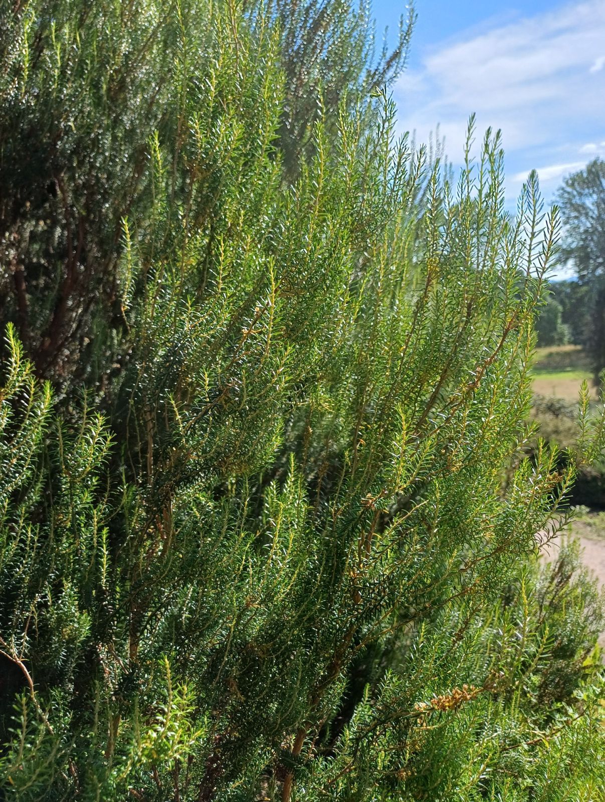 Erica Scoparia – 10 Semi, Rustica, Mediterranea, Giardino, Facile da Coltivare, Alta Germinabilità, Non-GMO