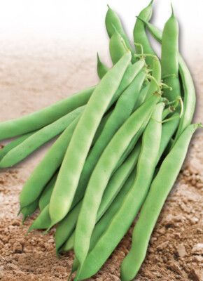 Nassau Bean – 10 Seeds, Mangetout Type, Bright Green Pod, Productive, Easy to Grow, High Germination, Non-GMO