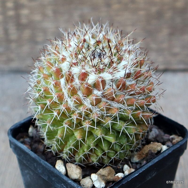 Mammillaria nejapensis – 10 Seeds, Spherical Cactus, Elegant White Spines, Flowering, Easy to Grow, High Germination, Non-GMO