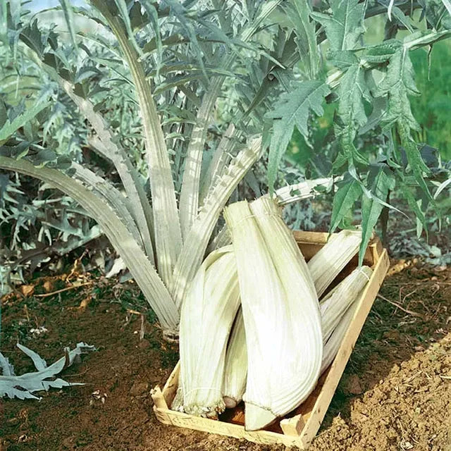 10 Semi di Cardo Gigante A Foglia Inerme - Semi Freschi, Alta Germinabilità, No-GMO