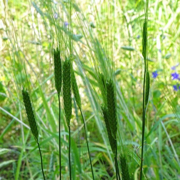 80 Semi di Farro Monococco – Semi Freschi, Alta Germinabilità, No-GMO