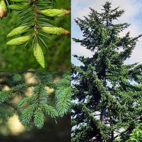 Abete di Sakhalin – 10 Semi, Giapponese, Elegante, Ornamentale, Facile da Coltivare, Alta Germinabilità, Non-GMO