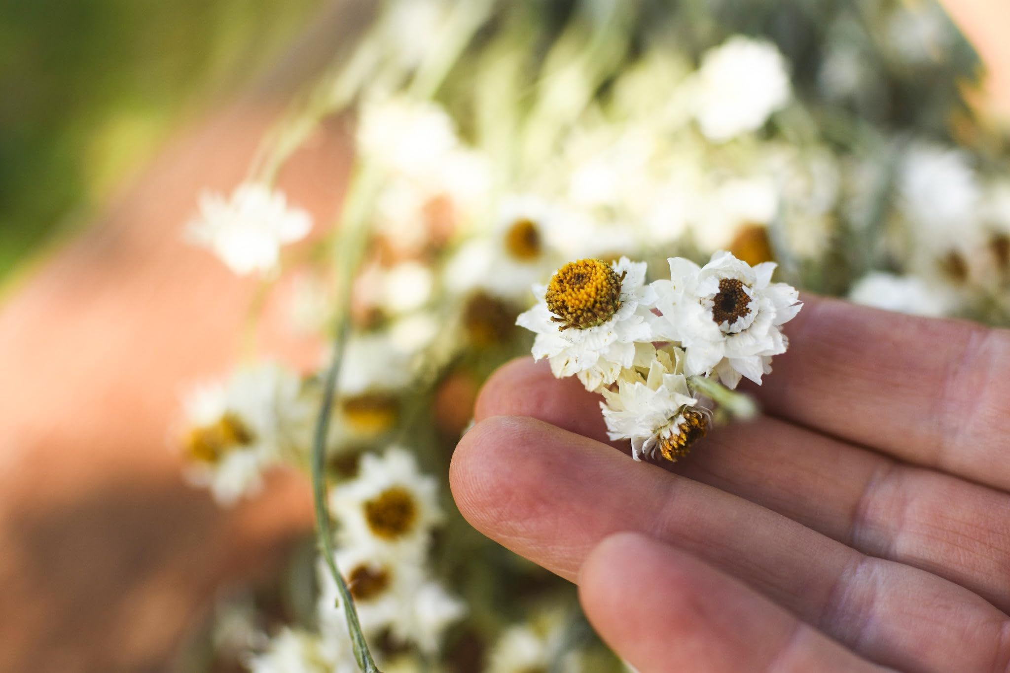Ammobio – 30 Semi, Bianco, Fiori di Carta, Seccagno, Facile da Coltivare, Alta Germinabilità, Non-GMO