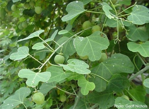 10 Semi di Adenia Gummifera - Semi Freschi, Alta Germinabilità, No-GMO