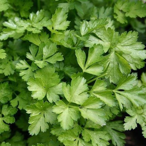 Prezzemolo Gigante d'Italia – 50 Semi, Foglie Grandi, Steli Robusti, Per Cucina, Facile da Coltivare, Alta Germinabilità, Non-GMO