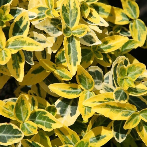 Evonimo – 10 Semi, Bacche Colorate, Ornamentale, Siepe, Facile da Coltivare, Alta Germinabilità, Non-GMO