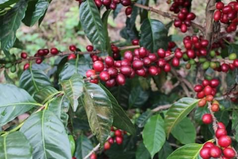 Caffè Pacamara – 10 Semi, Chicchi Giganti, Aroma Fruttato, El Salvador, Facile da Coltivare, Alta Germinabilità, Non-GMO