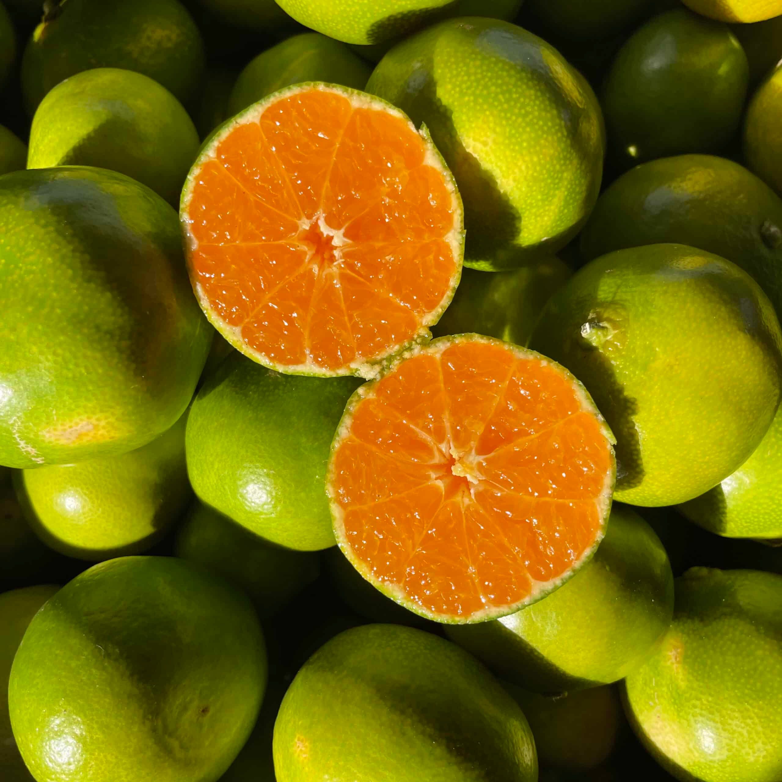 Mandarancio Miyagawa – 10 Semi, Maturazione Precoce, Dolce, Vaso, Facile da Coltivare, Alta Germinabilità, Non-GMO