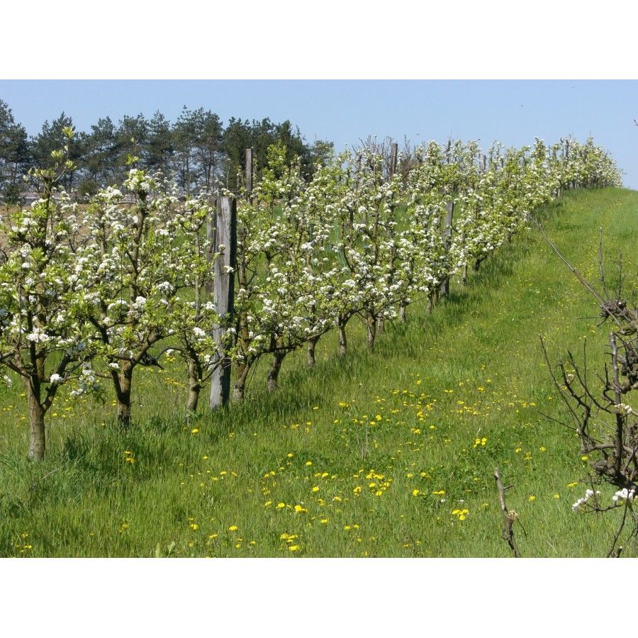Sottofrutteto Mix A – 10.000 Semi, Copertura per Frutteti, Controllo delle Infestanti, Migliora il Suolo, Facile da Coltivare, Alta Germinabilità, Non-GMO