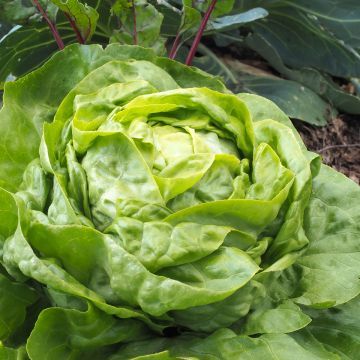 Lattuga Cappuccio Attraktion – 30 Semi, Foglia Scura, Molto Gustosa, Orto, Facile da Coltivare, Alta Germinabilità, Non-GMO
