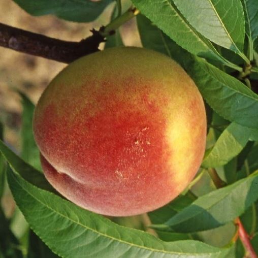 Pesco Maycrest (Gialla) – 5 Semi, Frutto Rosso Arancio, Polpa Semi-Spicca, Maturazione Giugno, Facile da Coltivare, Non-GMO