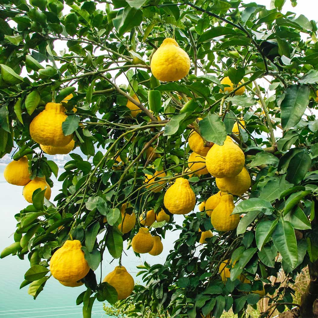 Citrus swinglei – 10 Semi, Agrume Selvatico, Resistente, Giardino, Facile da Coltivare, Alta Germinabilità, Non-GMO