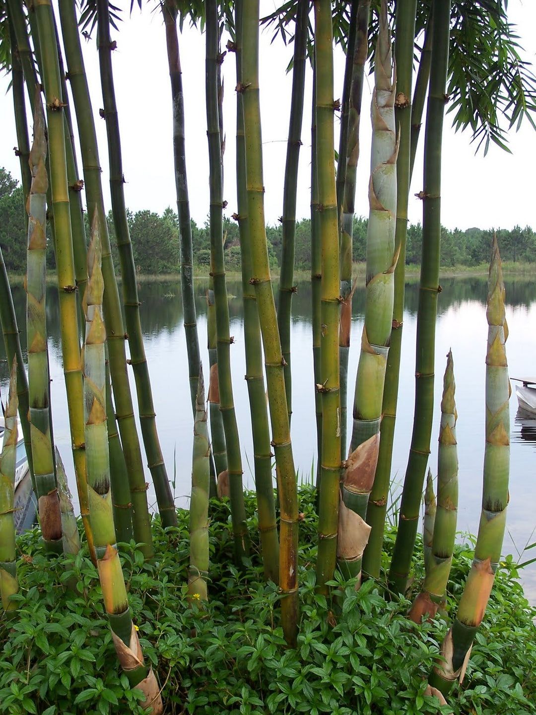 10 Semi di Bambusa Bamboo - Semi Freschi, Alta Germinabilità, No-GMO