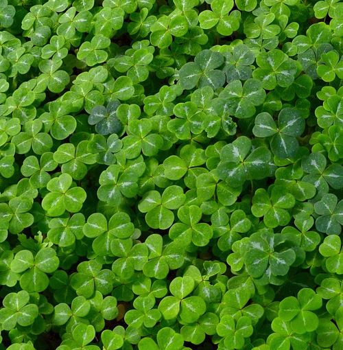 Trifoglio Nano – 10.000 Semi, Prato Sempreverde Bassa Manutenzione, Resistente, Morbido, Facile da Coltivare, Alta Germinabilità, Non-GMO