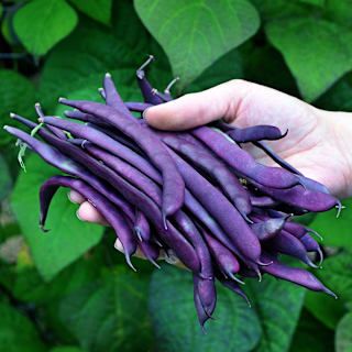 Fagiolo Rampicante Purple Podded – 10 Semi, Baccello Viola Intenso, Grande Effetto Visivo, Orto, Facile da Coltivare, Alta Germinabilità, Non-GMO