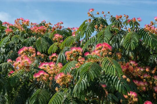 Falsa Acacia – 10 Semi, Fiori Profumati, Mellifera, Facile da Coltivare, Alta Germinabilità, Non-GMO